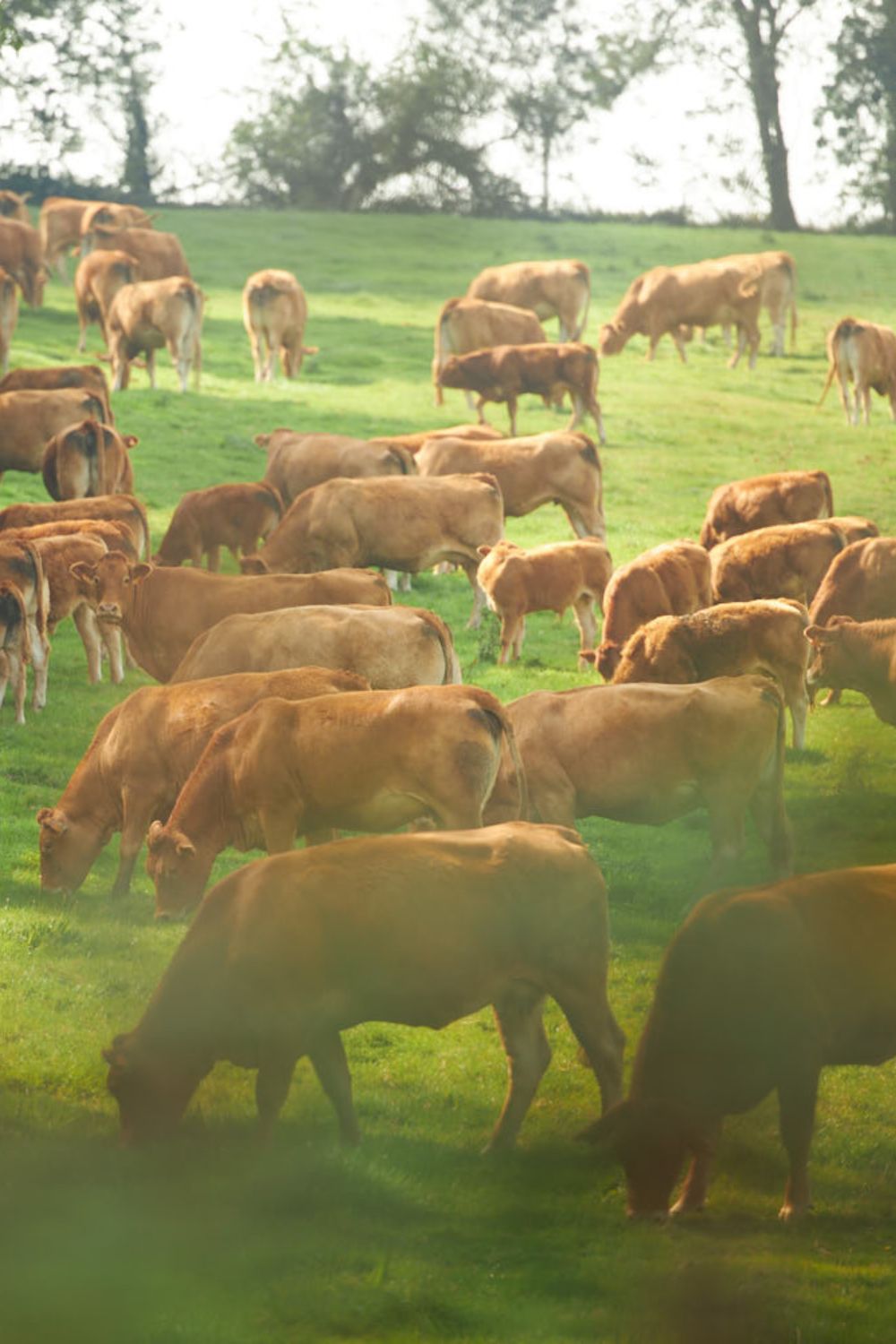 domaine-utah-beach-utah-beef-ferme (1)