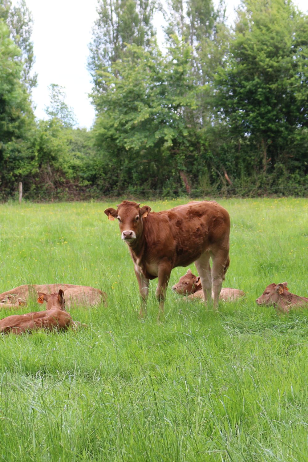domaine-utah-beach-utah-beef-ferme (5)