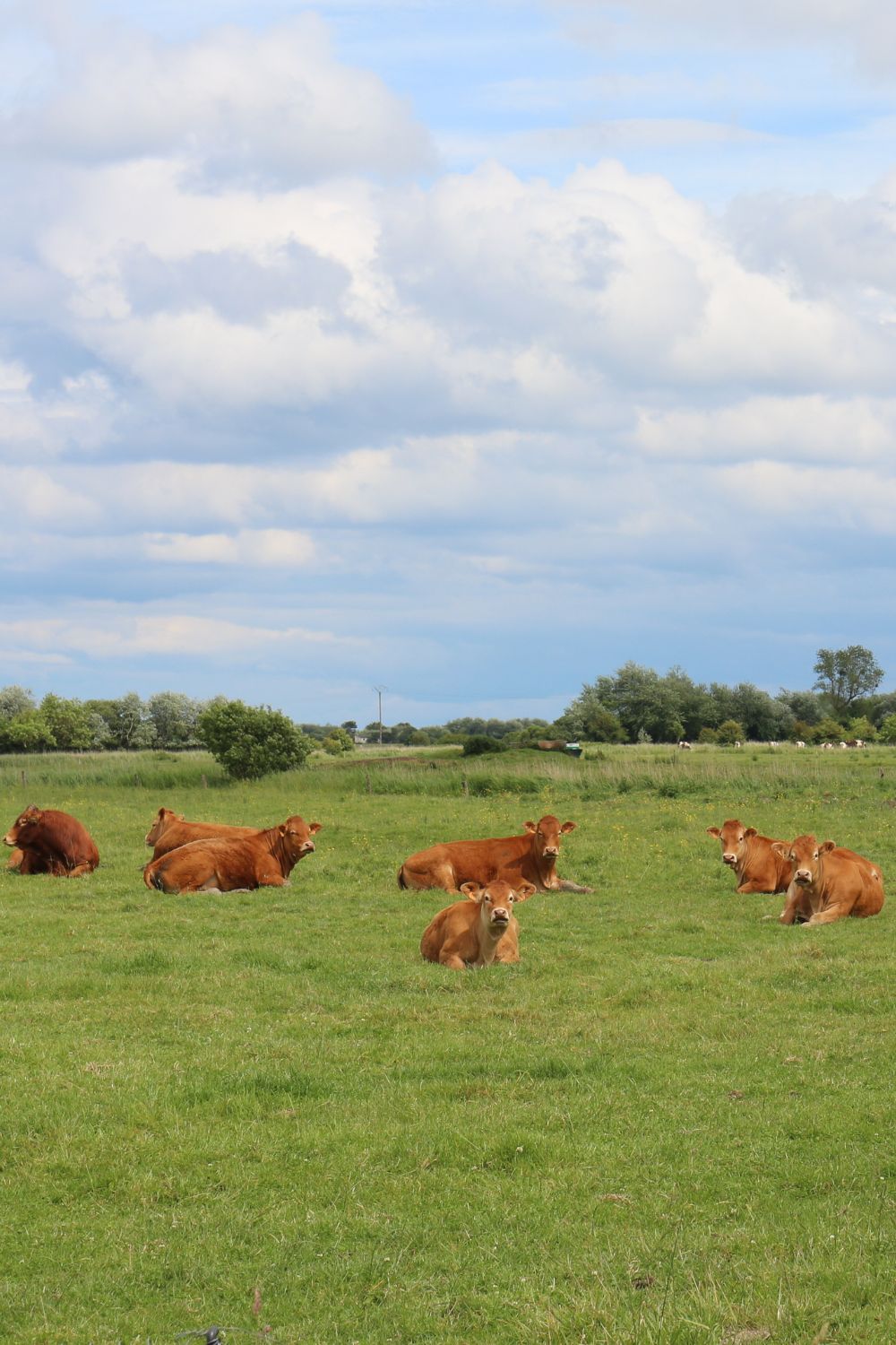 domaine-utah-beach-utah-beef-ferme (6)
