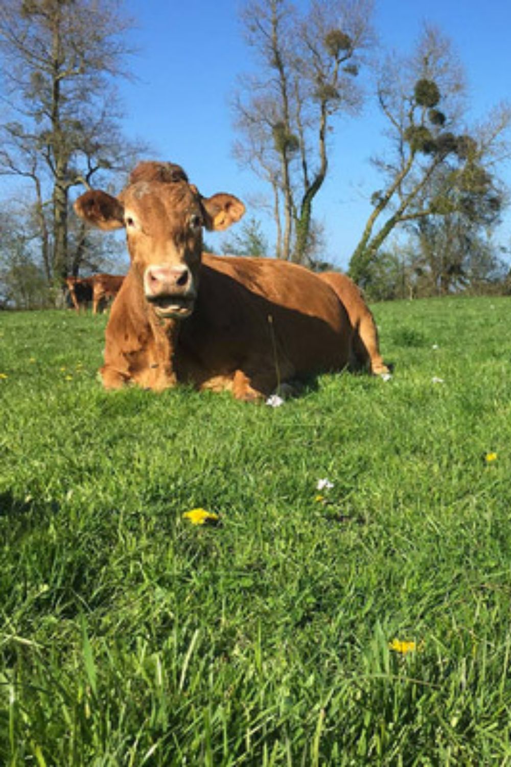 domaine-utah-beach-utah-beef-ferme (8)