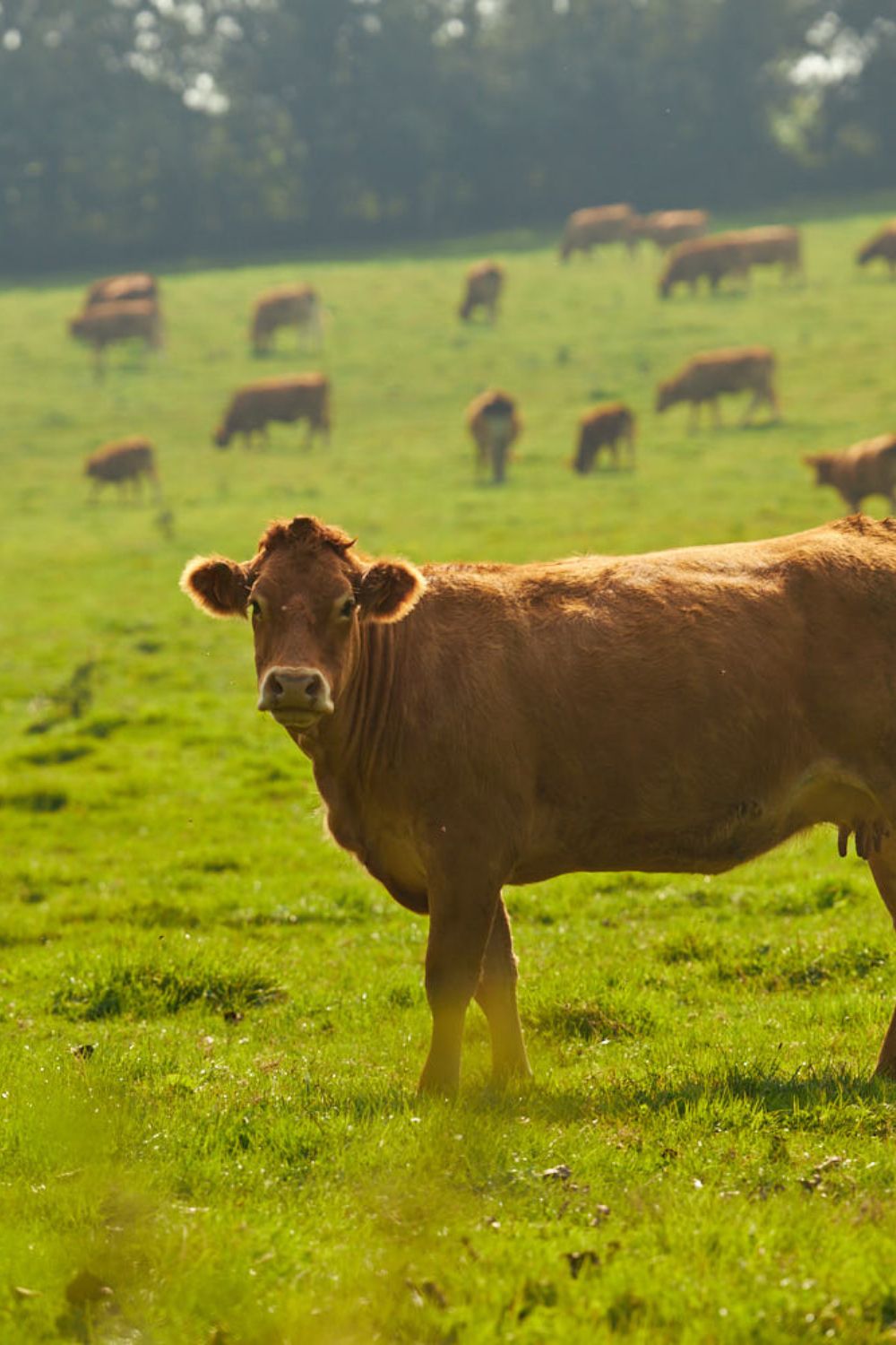 domaine-utah-beach-utah-beef-ferme (9)