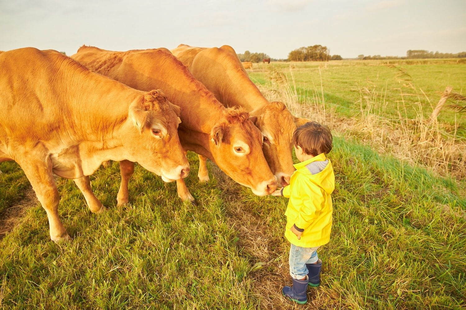 domaine-utah-beach-ferme-beef (1)