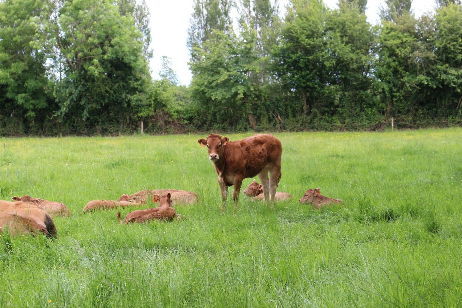 domaine-utah-beach-ferme-beef (7)