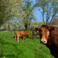 Quand la musique classique résonne dans le cœur de nos vaches…