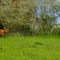 Le printemps à la ferme : la saison des vêlages